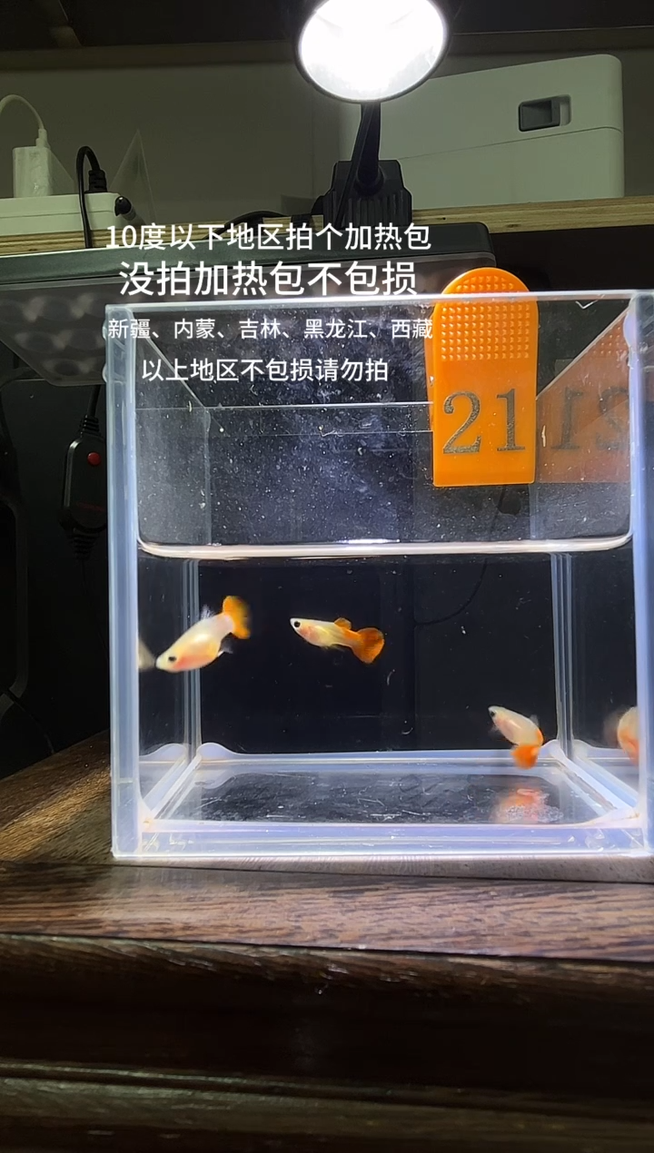 孔雀鱼 红礼服玻璃猫普通体21