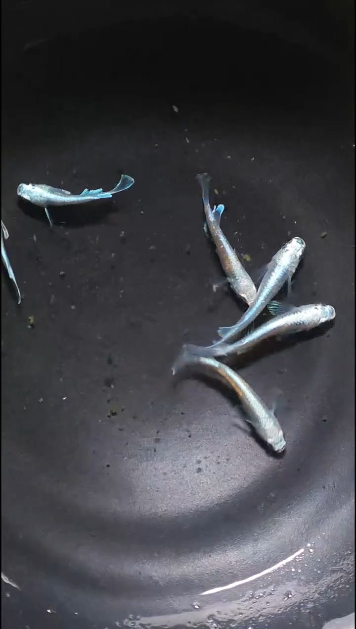 青鳉鱼观背青鳉027