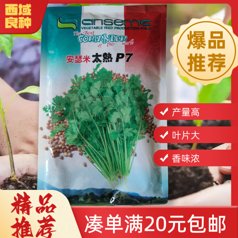 【200gP7香菜】耐热耐抽薹四季可种高产