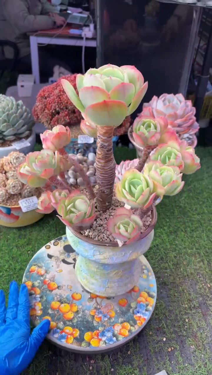 昆明印象多肉1432