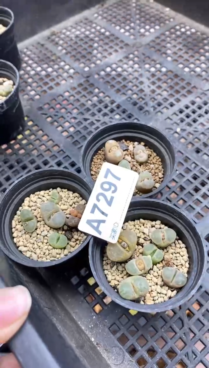 【闪购商品】7297直播间一物一拍