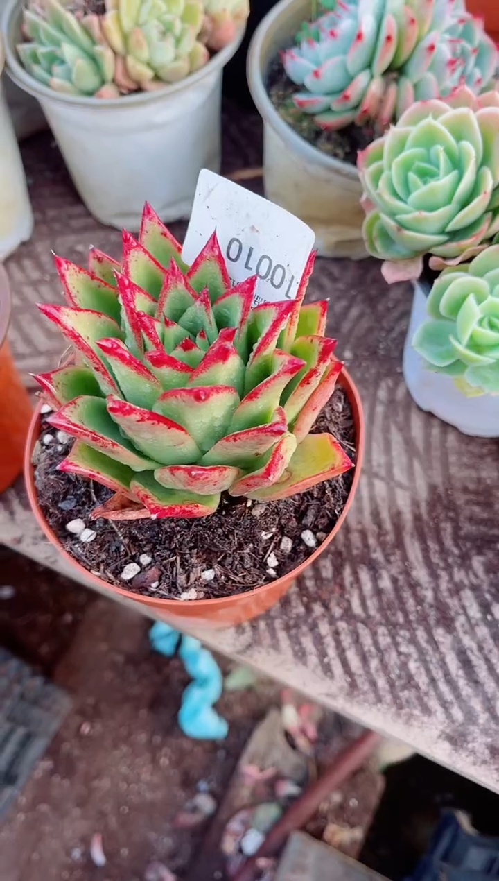 g****9跃跃精品多肉10010