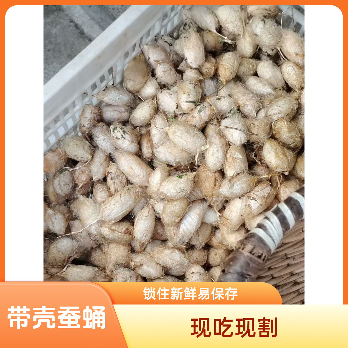 东北柞蚕蛹 带壳大茧 开盲盒 新鲜蚕茧