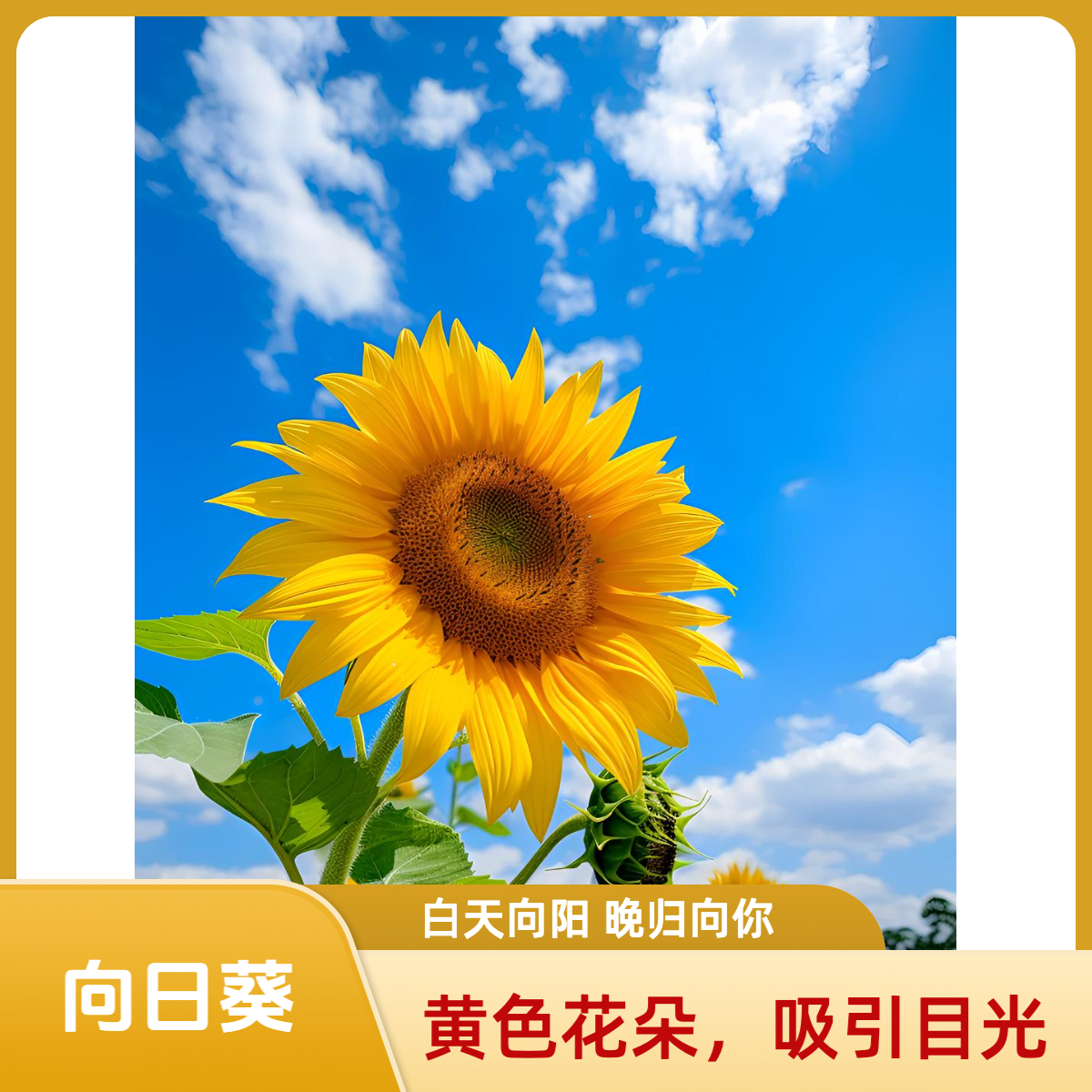 【向日葵系】全场满3单包邮,收到货联系客服退运费 