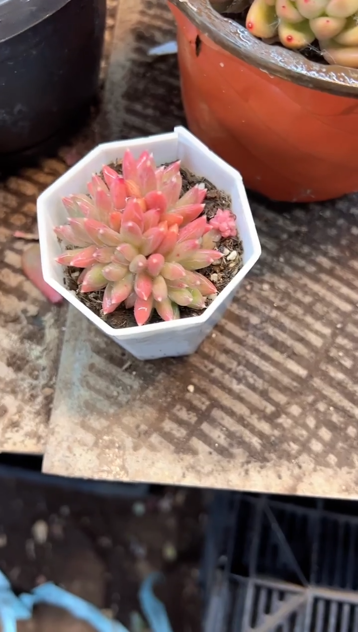 安**吖多肉植物一物一拍22443