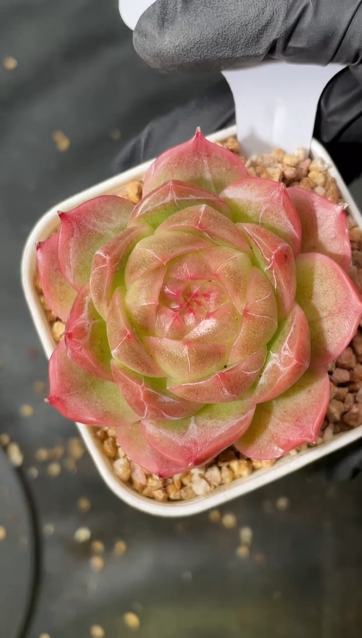  10-2 池中物4-5厘米 量拍发一颗