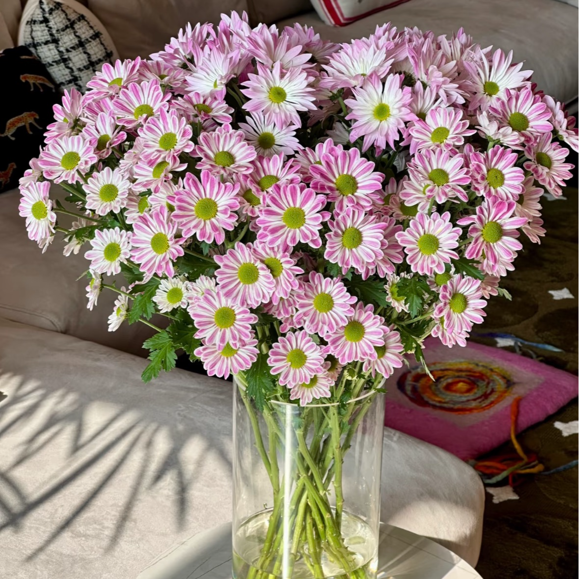 【一品花集】【斑纹】小雏菊鲜花 云南昆明基地直发家用鲜花