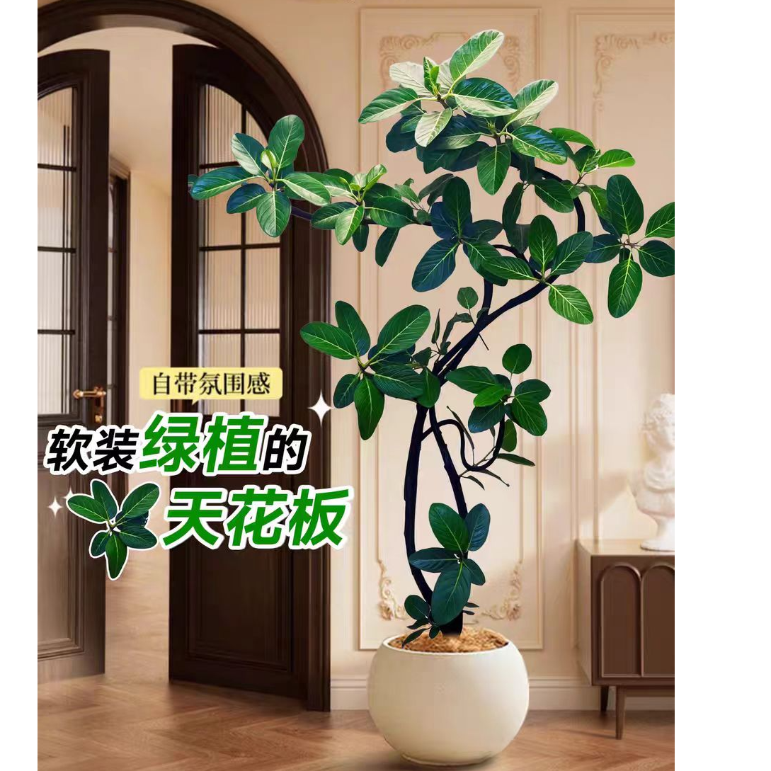 【孟加拉高山榕】室内客厅大型落地绿植盆栽好养易活美化家居