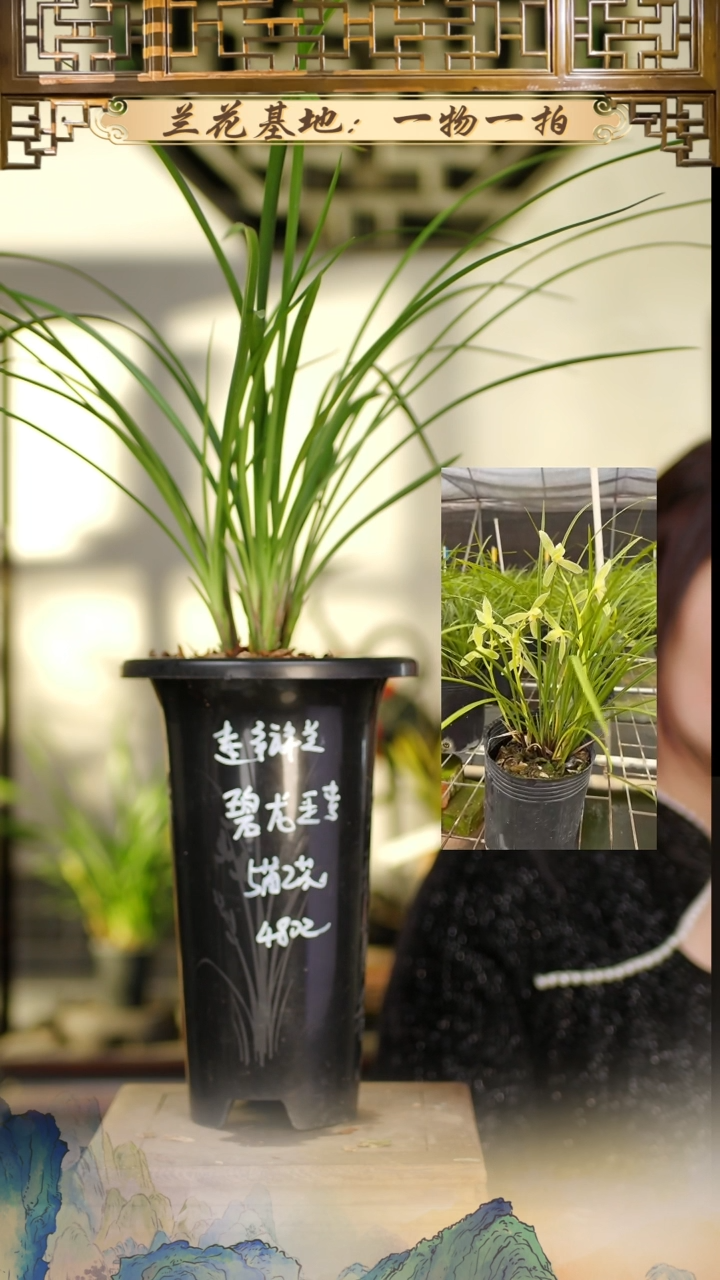 全部花苞碧龙玉素5苗