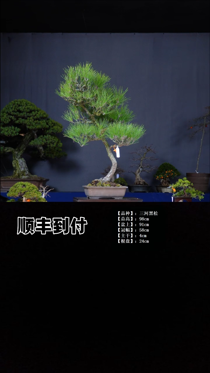 无花朵三河黑松 不包邮
