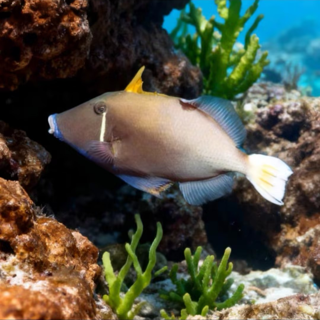 白尾炮弹海水鱼售后需拍开箱视频（免包装费）