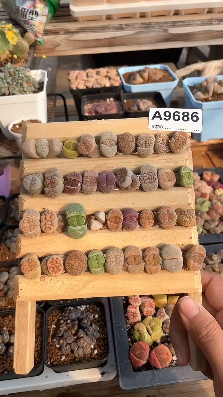 【闪购商品】9686直播一物一拍