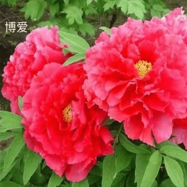 【博爱】正宗洛阳重瓣牡丹花苗北方耐寒盆栽地栽室内庭院花卉牡丹苗