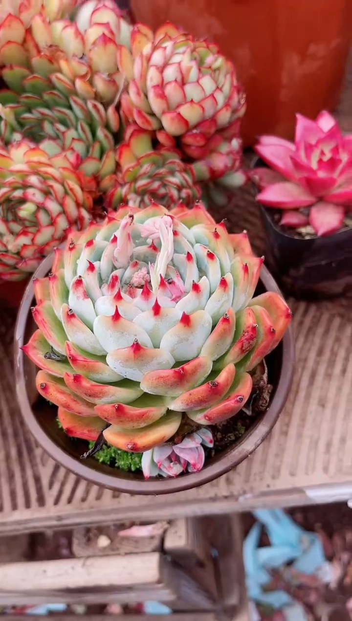 【闪购商品】04409