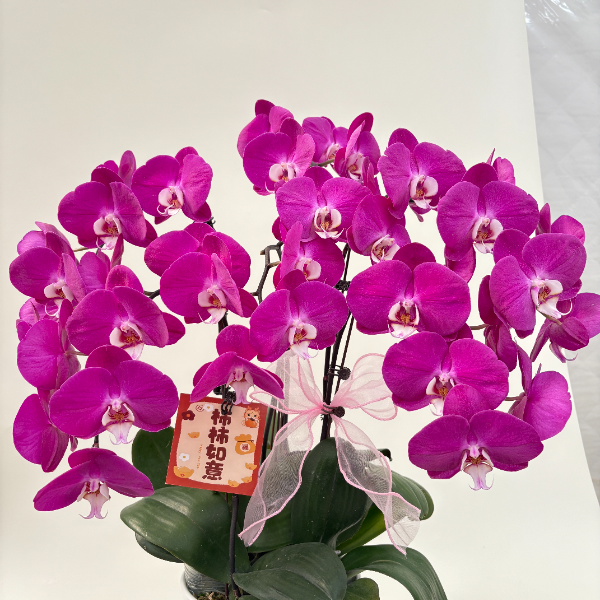 蝴蝶兰青梅竹马一物一拍鲜花盆栽室内观赏花花基地直发好养易活