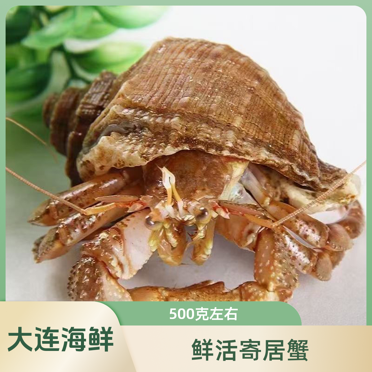 大连本港鲜活寄居蟹虾怪500克【5-7只】