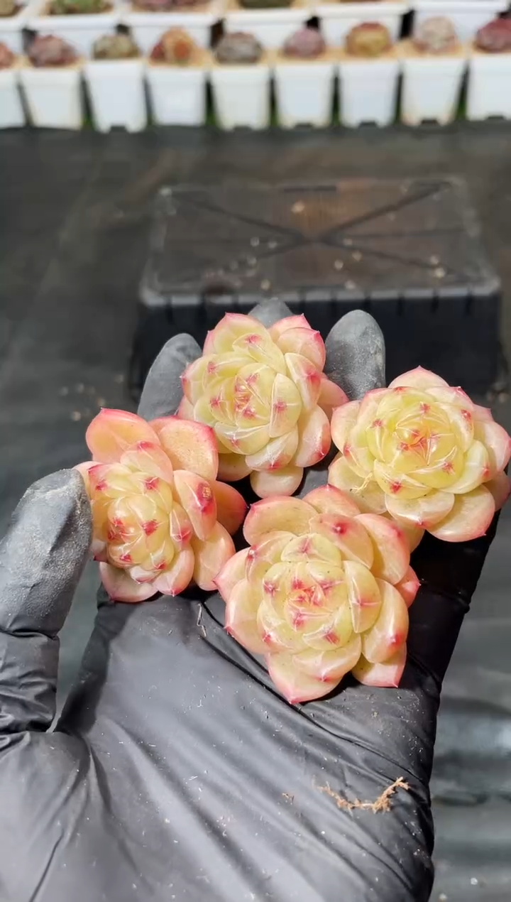 12-7 牛马灯2-3厘米 量拍发一颗
