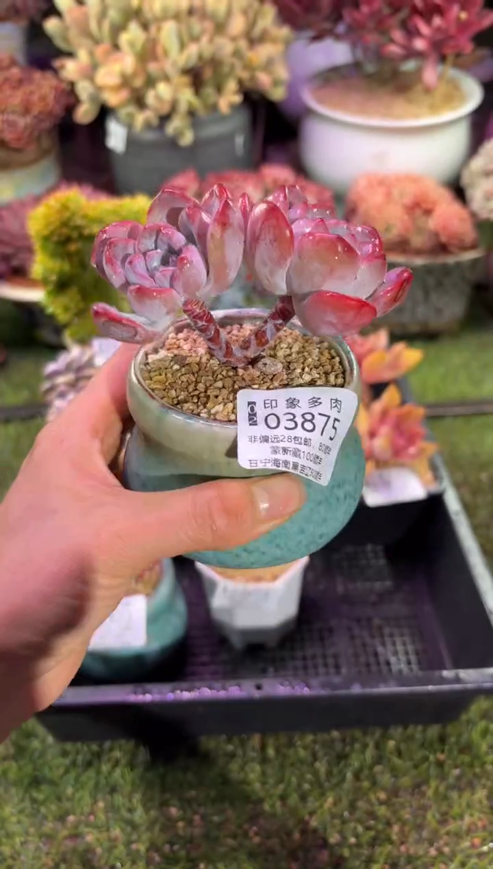 【闪购商品】03875脱土带盆