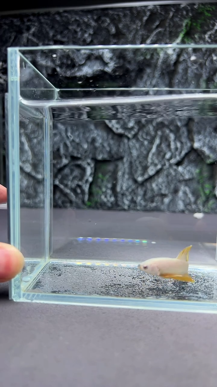 斗鱼竞拍链接A012