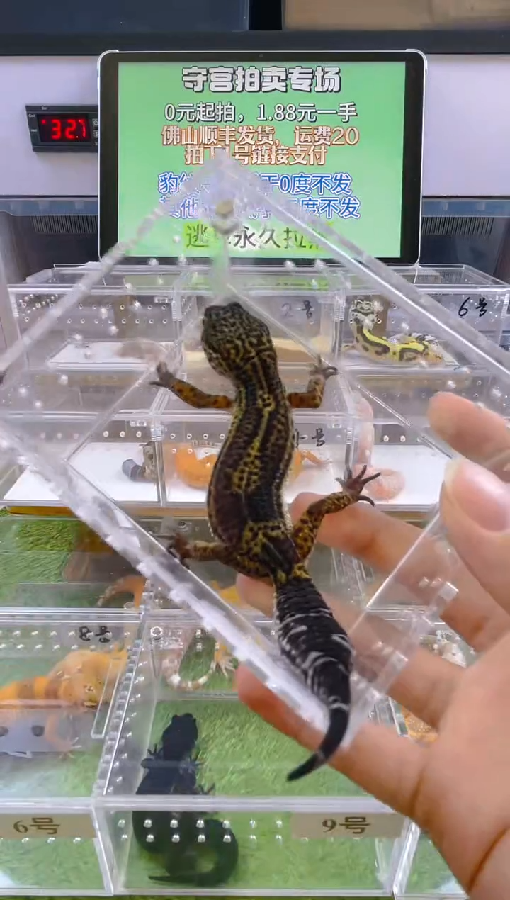 豹纹守宫可爱温顺好玩守宫迷人