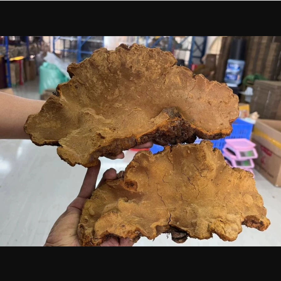 云南现收山货桑黄