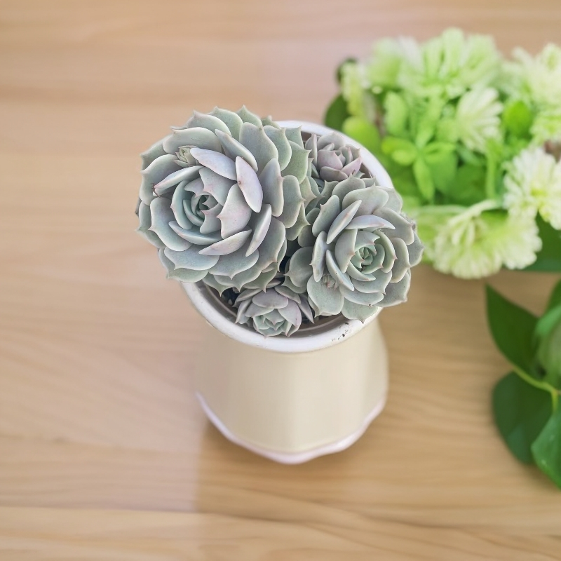 露娜莲紫色多肉好养易活适合阳台办公室庭院盆栽