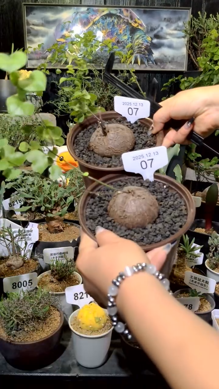 7号1214福利南非龟甲龙买一送一