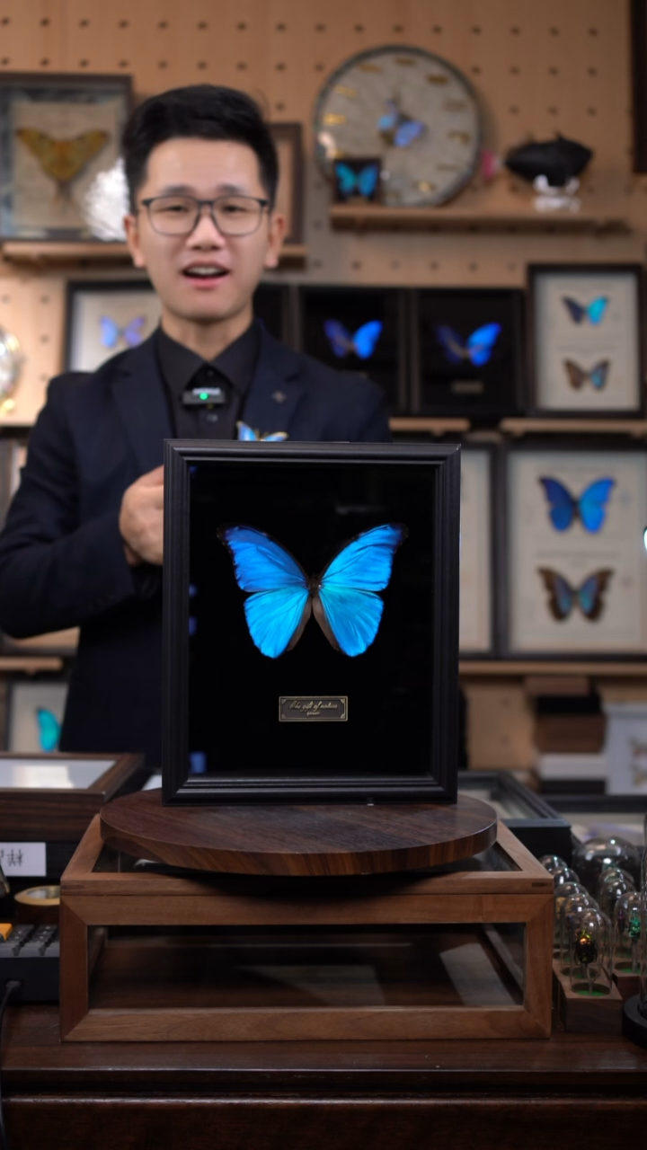 大蓝闪蝶黑绒底版10寸欧式框（带证书）