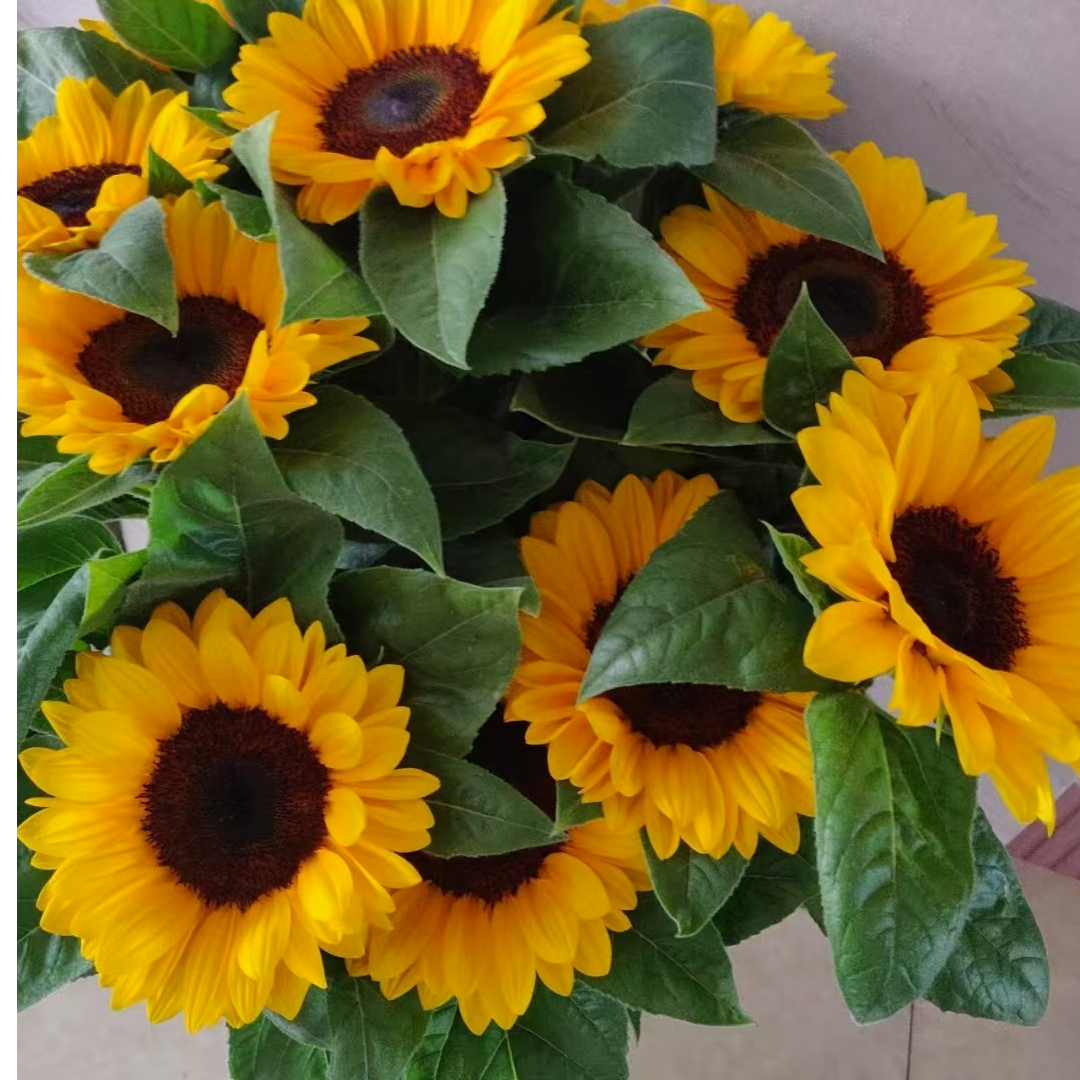 一举夺魁（高考季向日葵）鲜切花云南基地直采直发