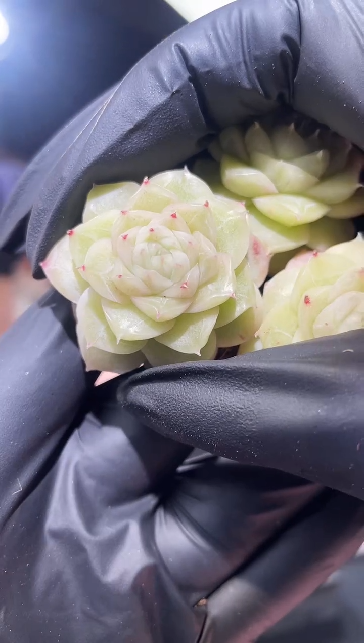 闪购724  冰封木槿多肉一颗  3-3.5厘米