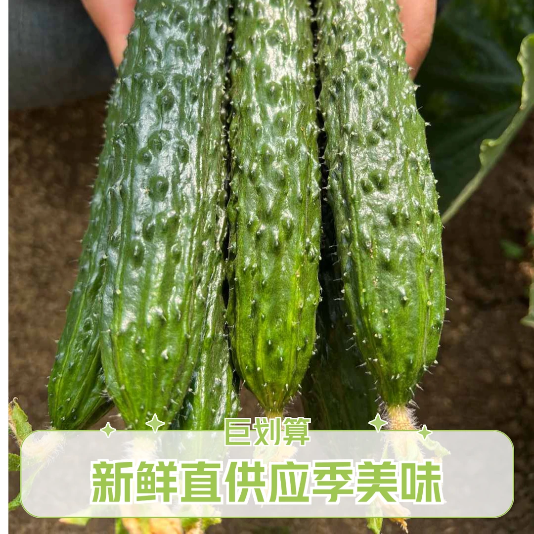 永清本地绿瓤水果黄瓜0化肥0农残0激素京东包邮