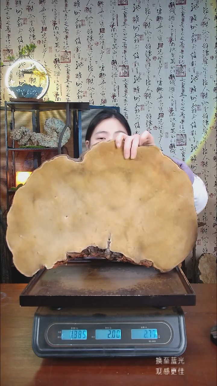 红缘拟层孔菌中国大陆【藏区野生】红缘树舌（7.14斤）80-90年份