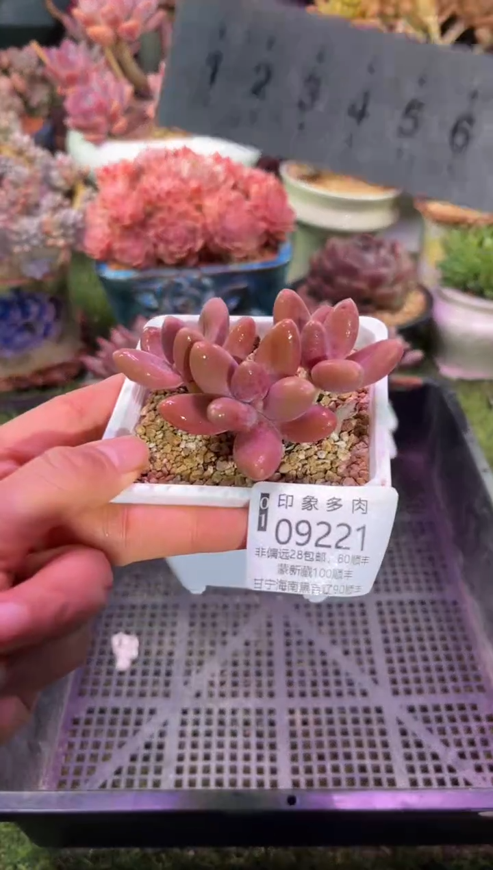 【闪购商品】09221