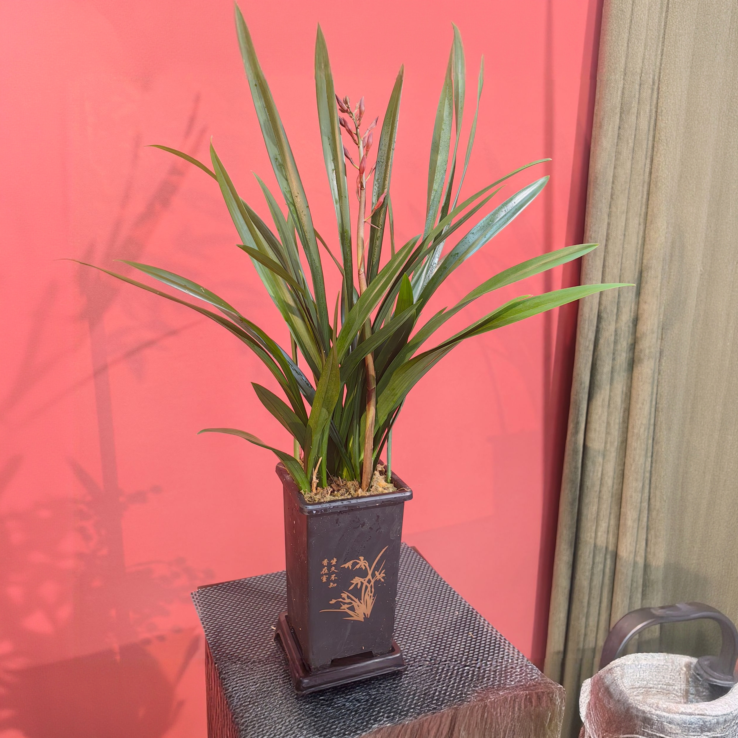 【西施红美人1-2只花】浓香型带花苞兰花室内外好养绿植盆栽