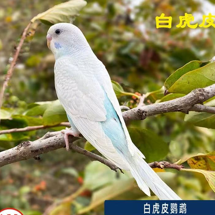 虎皮鹦鹉宠物会说话的家养宠物 南北方喂养 笼养