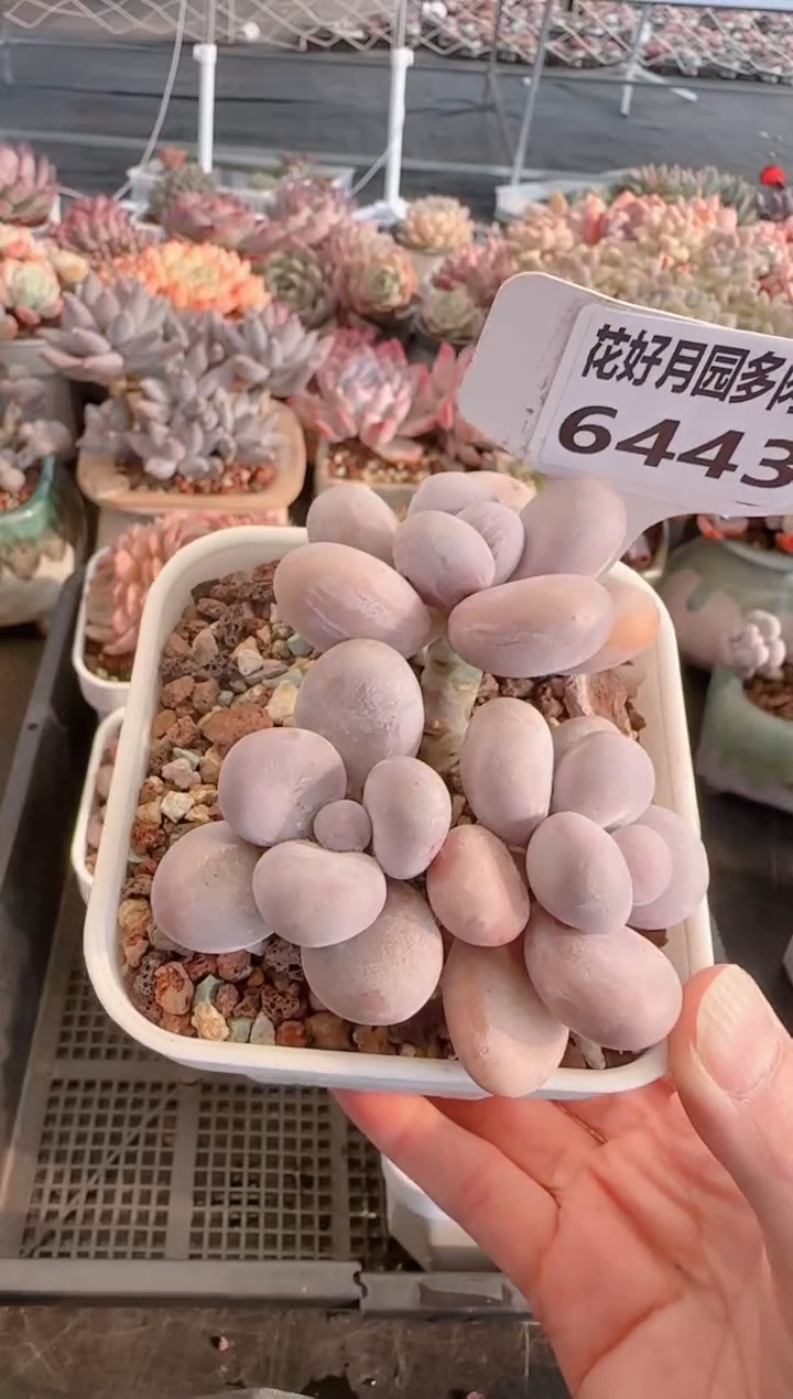 【闪购商品】6443奶酪