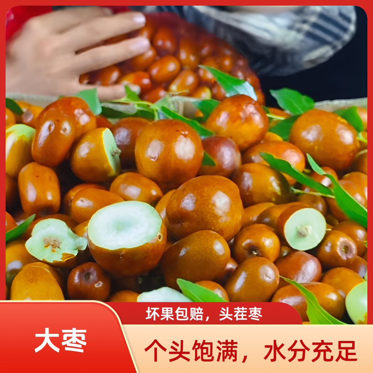 辽宁朝阳孙家湾大枣鲜枣脆枣现摘现发包邮嘎嘣脆酸甜可口