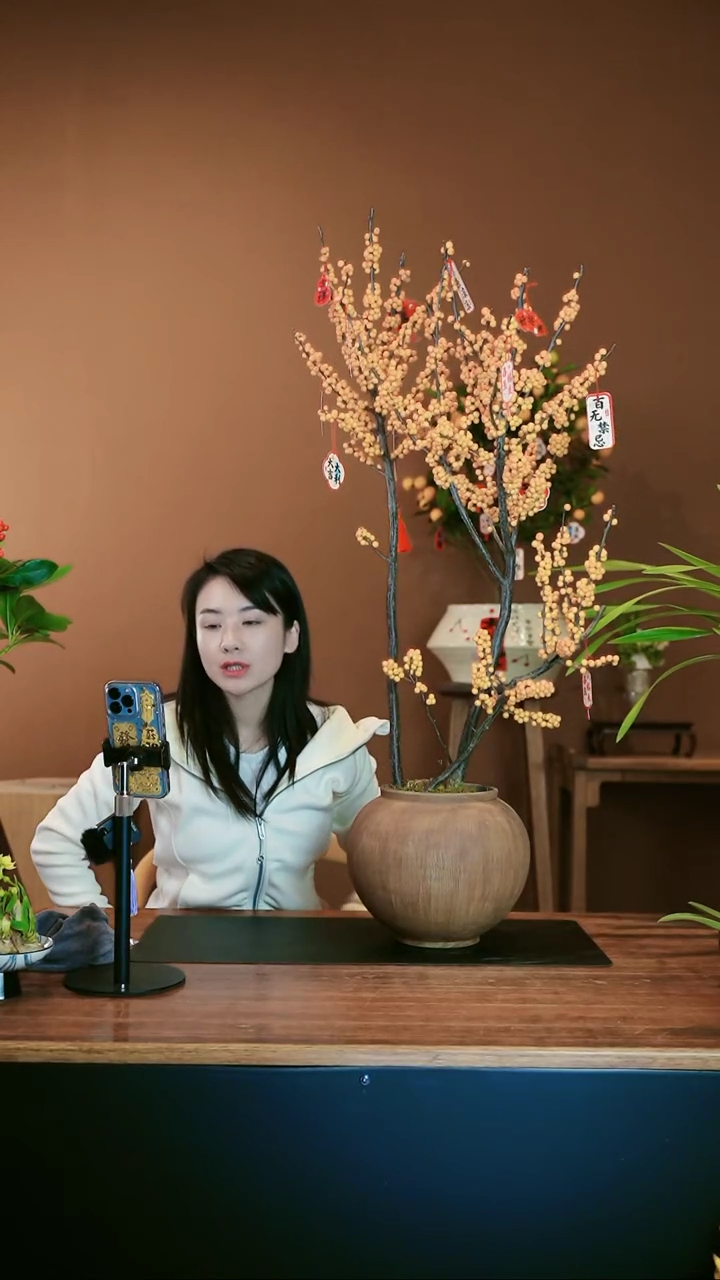 【闪购商品】盆景橙冬青