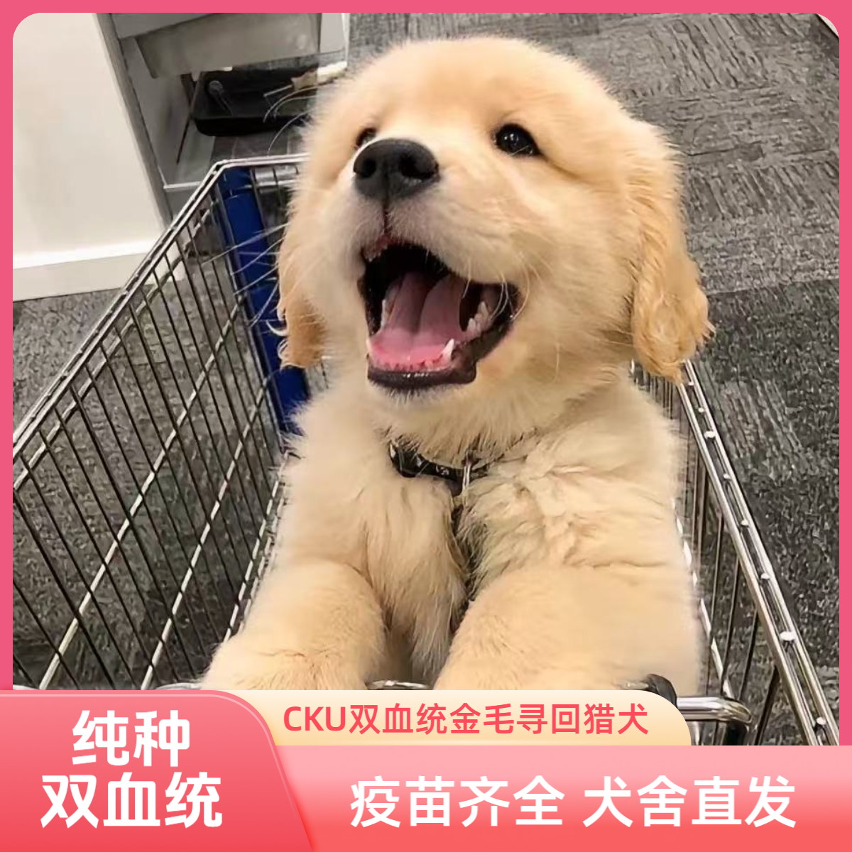 沐瑞犬舍温顺聪明宠物友好大型犬的小金毛超甜版宠物狗狗