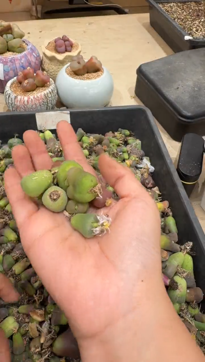 6-186多肉植物肉锥