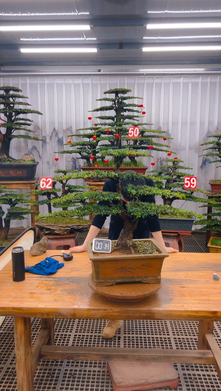 【闪购商品】紫砂精品盆景直播间一物一拍