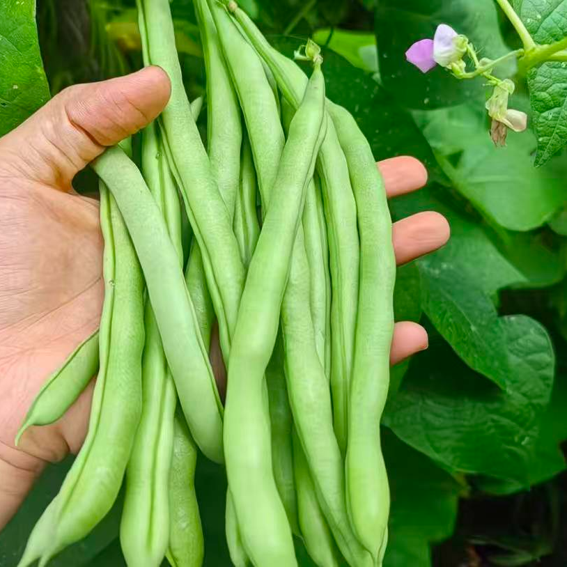 云南临沧高山露天种植四季豆保温泡沫箱发货