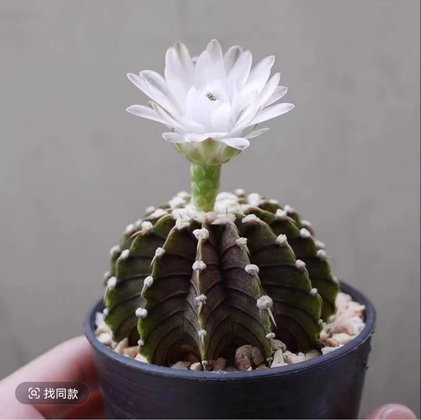 潮流仙人球多肉植物好养易活防辐射适合办公室摆放