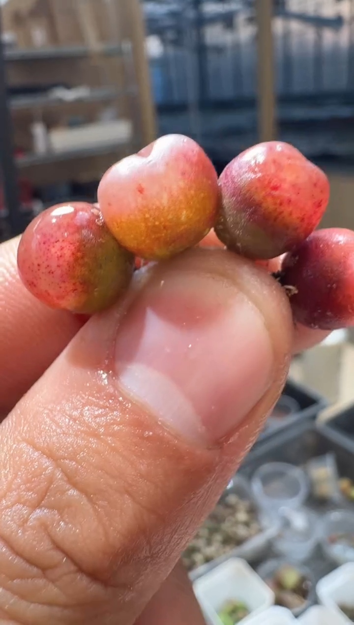 9-269多肉植物肉锥定向SP杂交一颗