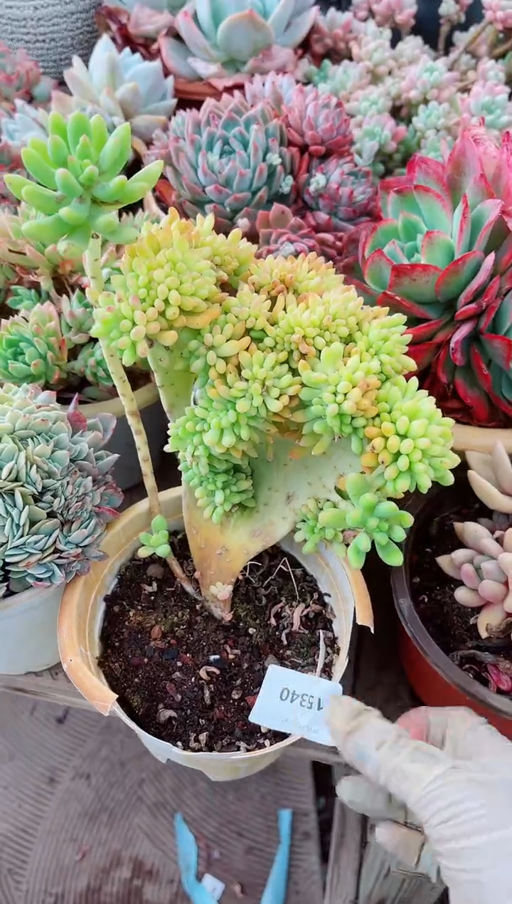 15340多肉植物一物一拍