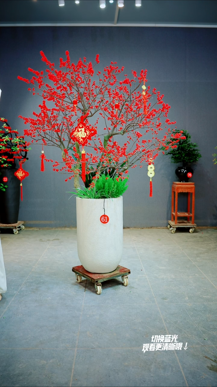 当前无花朵，栽培后可花朵八****8一物一拍绿植