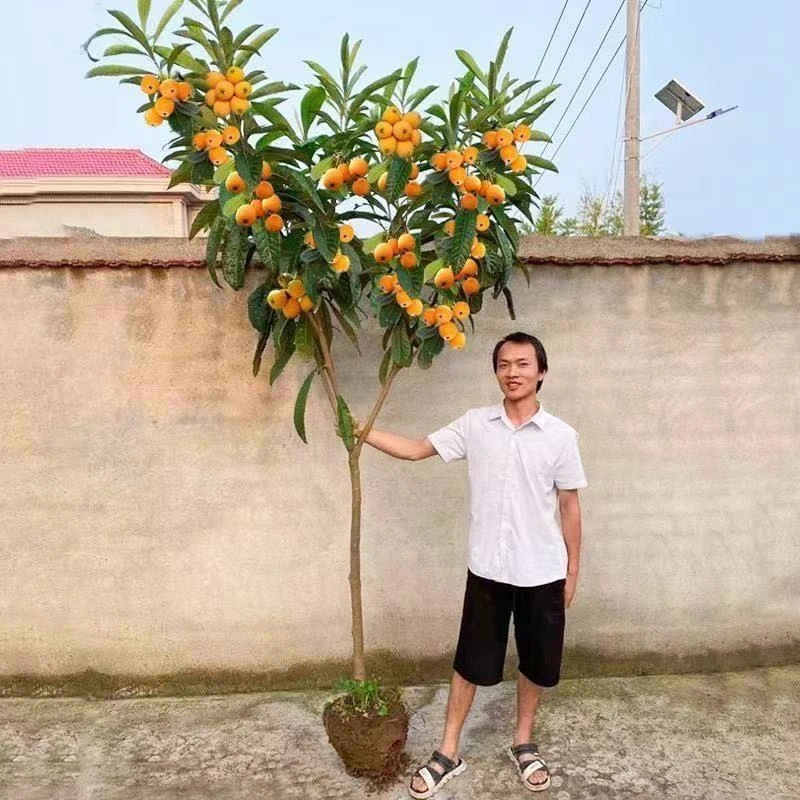 枇杷果苗无核砂糖枇杷苗无核枇杷树苗嫁接盆栽特大庭种植当年结果