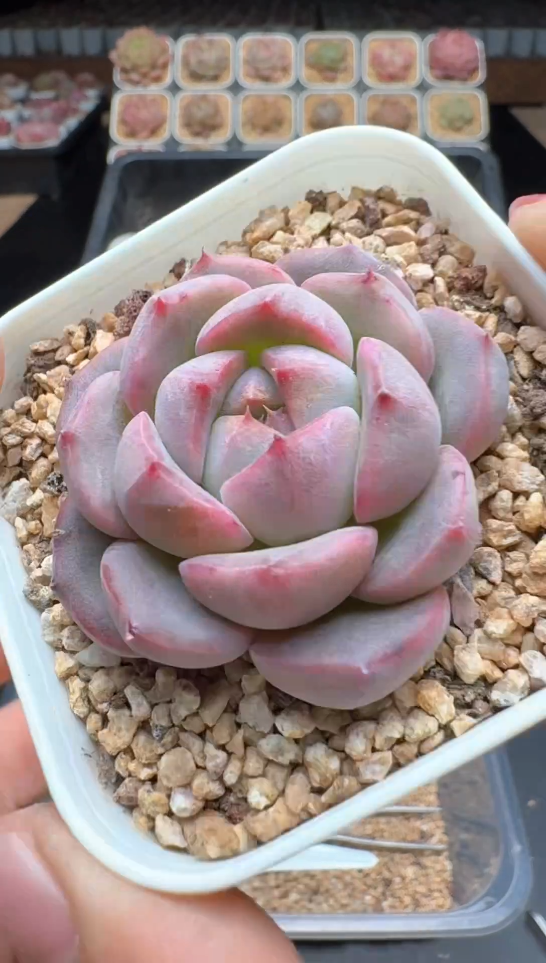 【闪购商品】273号 珍妮杂交多肉 花卉植物