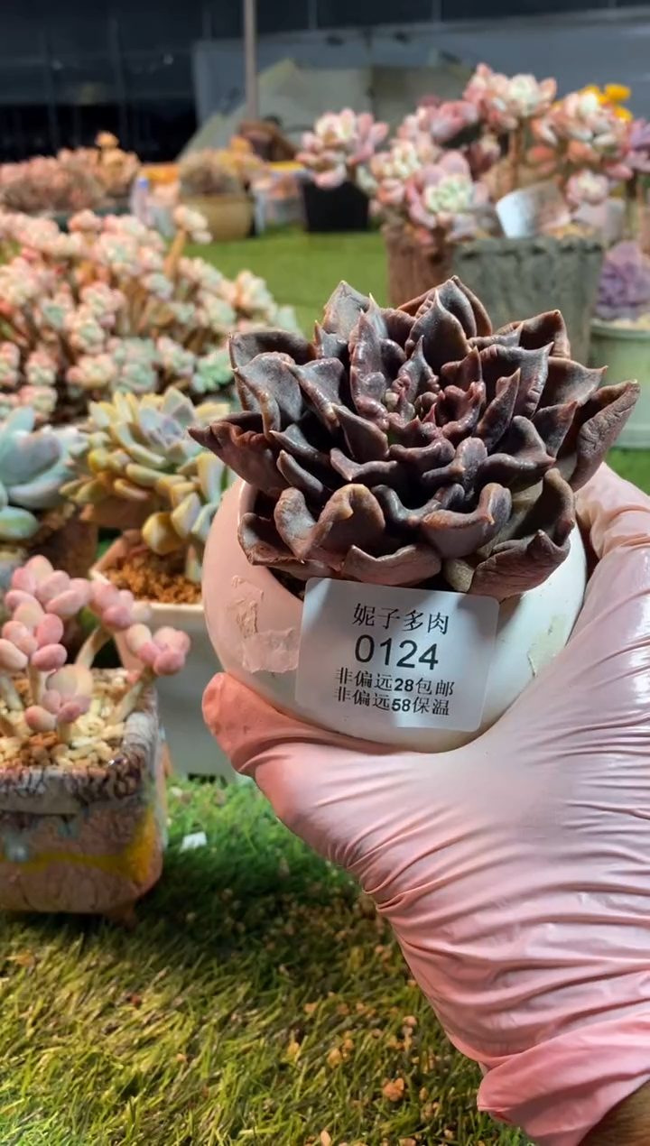 【闪购商品】0124a