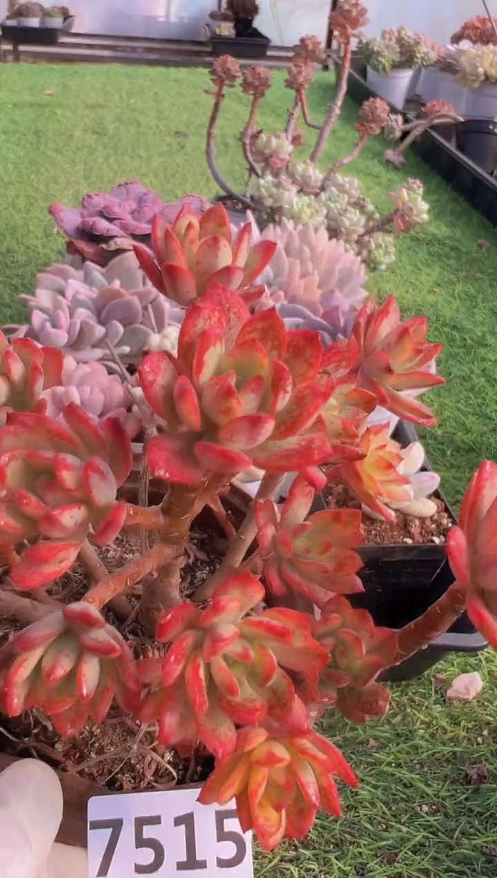 【闪购商品】信福多肉一物一拍